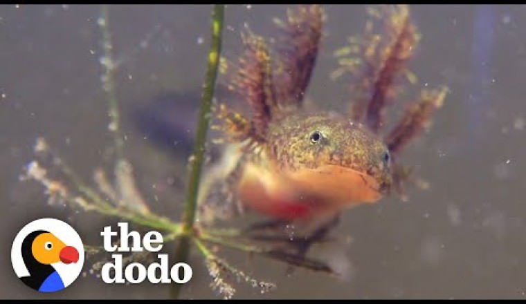 The Extraordinary Life Cycle Of A Salamander