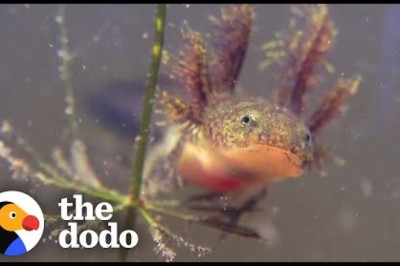 The Extraordinary Life Cycle Of A Salamander