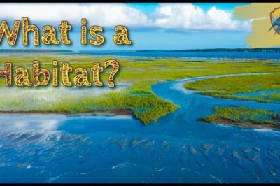 What Is A Habitat