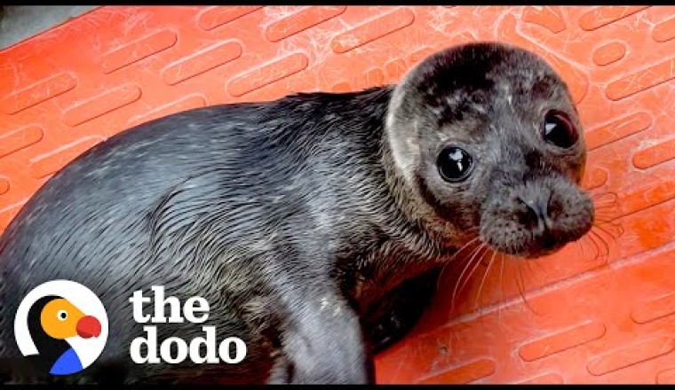 Orphaned Baby Seal Barks At Anyone Who Tries To Clean Her Bathtub