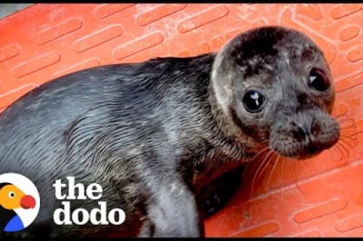 Orphaned Baby Seal Barks At Anyone Who Tries To Clean Her Bathtub
