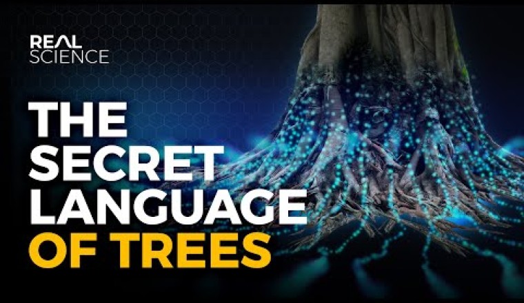 The Secret Language of Trees