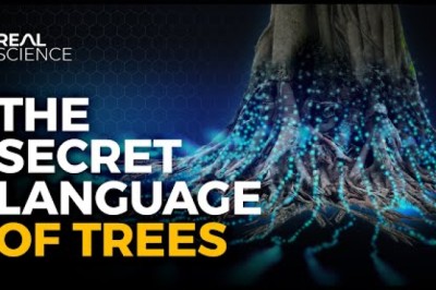 The Secret Language of Trees