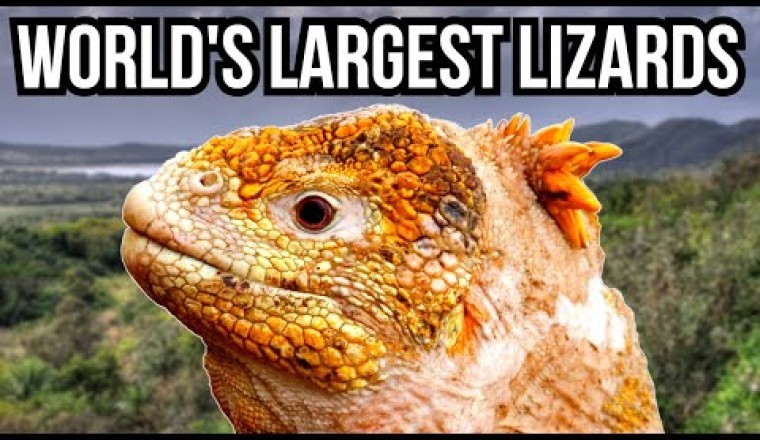 10 Of The Largest Lizards In The World