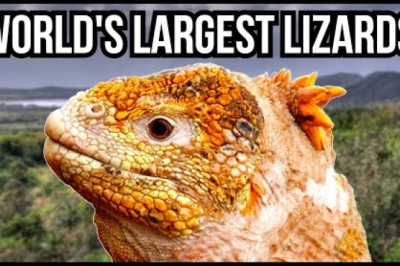 10 Of The Largest Lizards In The World
