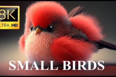 Small Birds With Names And Sounds