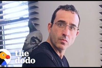Rescued Pigeon Falls Madly In Love With Mom's Boyfriend
