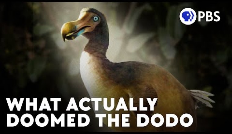 The Real Story Of The Dodo Bird's (Current) Extinction