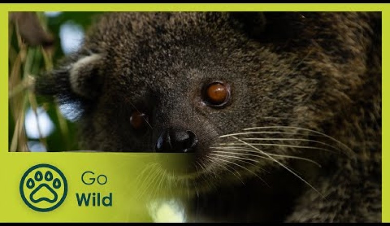 Philippines: Islands of Mystery - Wildest Islands - Go Wild