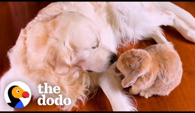 Golden Retriever Picks Apples For His Bunny BFF | The Dodo