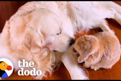 Golden Retriever Picks Apples For His Bunny BFF | The Dodo