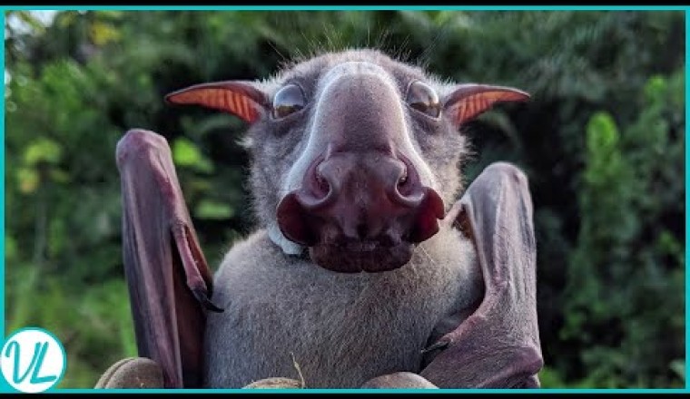 Meet The Bat With Hammer Head
