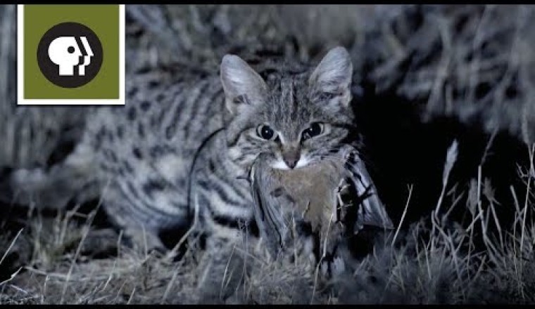 Meet the Deadliest Cat on the Planet