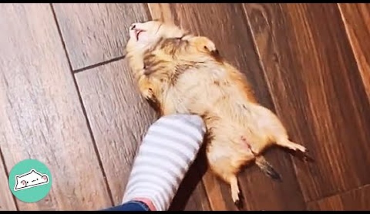Prairie Dogs Scream For Cuddles And Hide In Girl’s Laundry