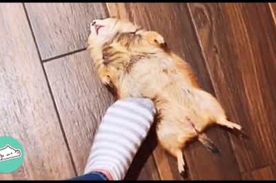 Prairie Dogs Scream For Cuddles And Hide In Girl’s Laundry