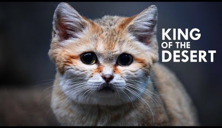 Sand Cat: The King of the Desert