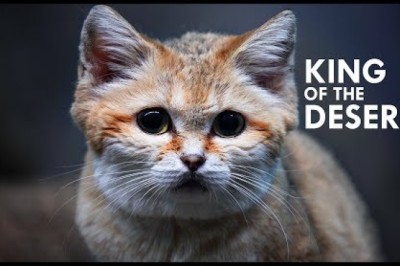 Sand Cat: The King of the Desert