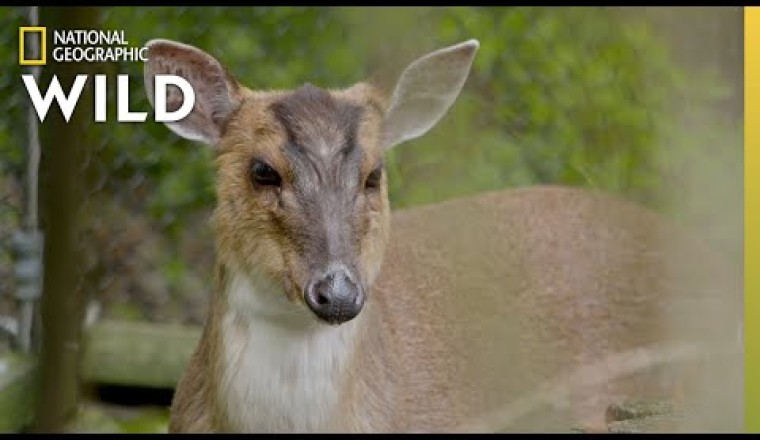 The Muntjac Deer