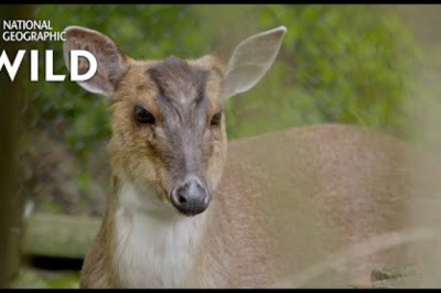 The Muntjac Deer