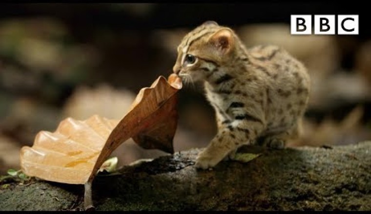 World's Smallest Cat