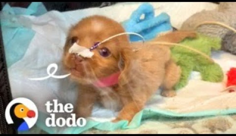 'Bubble Puppy' Decides She's Ready To See The World