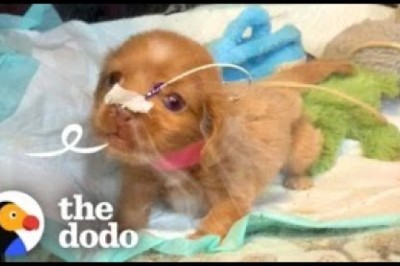 'Bubble Puppy' Decides She's Ready To See The World