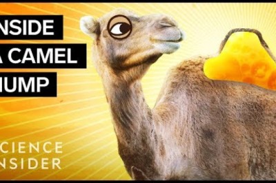 What's Inside A Camel Hump?