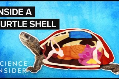 What’s Inside A Turtle Shell?