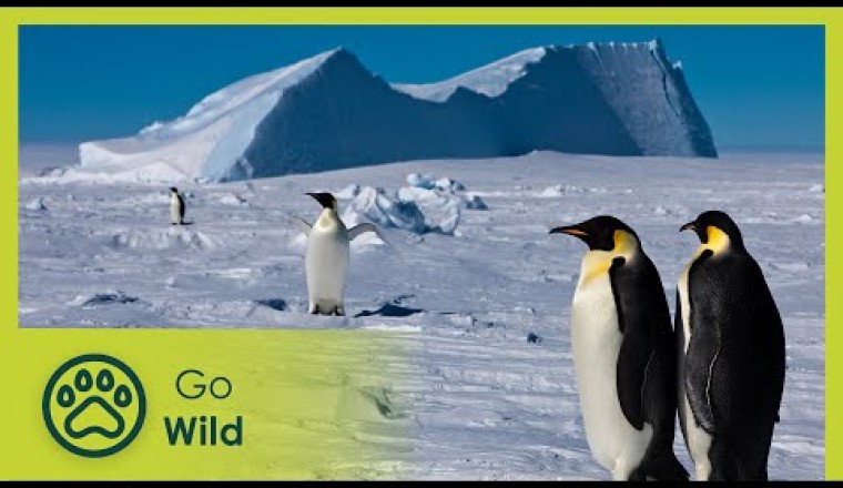 Antarctica - Tales from the End of the World