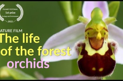 The Life Of The Forest - Orchids
