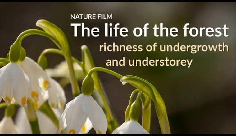 The Life Of The Forest - Richness of Undergrowth and Understory