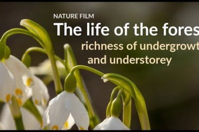 The Life Of The Forest - Richness of Undergrowth and Understory