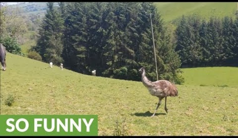 Funny Emu's