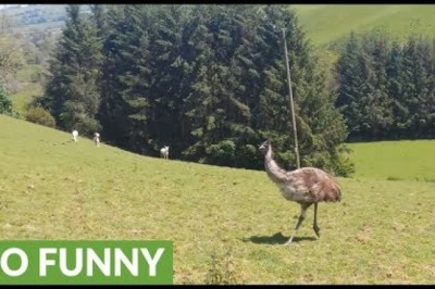 Funny Emu's