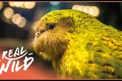 The World's Strangest And Heaviest Parrot | Modern Dinosaurs