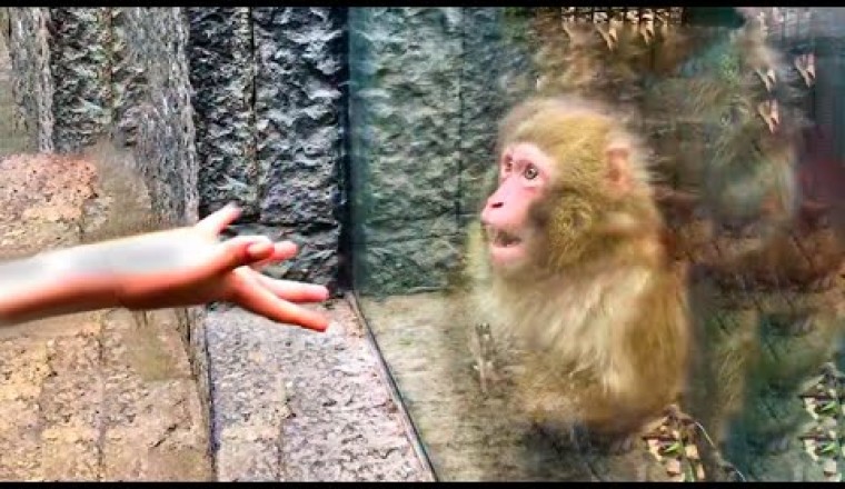 Animals Reacting to Magic For The First Time!