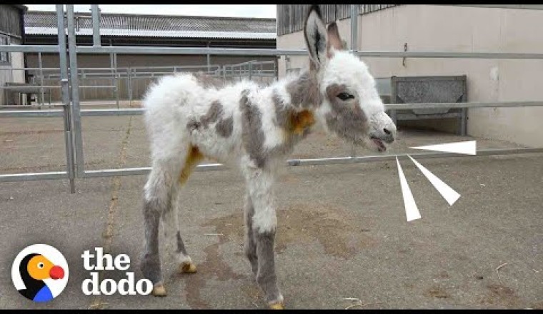Orphaned Baby Donkey Cried For Days Until He Found A New Mom