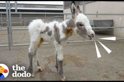 Orphaned Baby Donkey Cried For Days Until He Found A New Mom