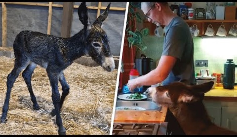 Rejected Baby Donkey