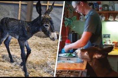 Rejected Baby Donkey