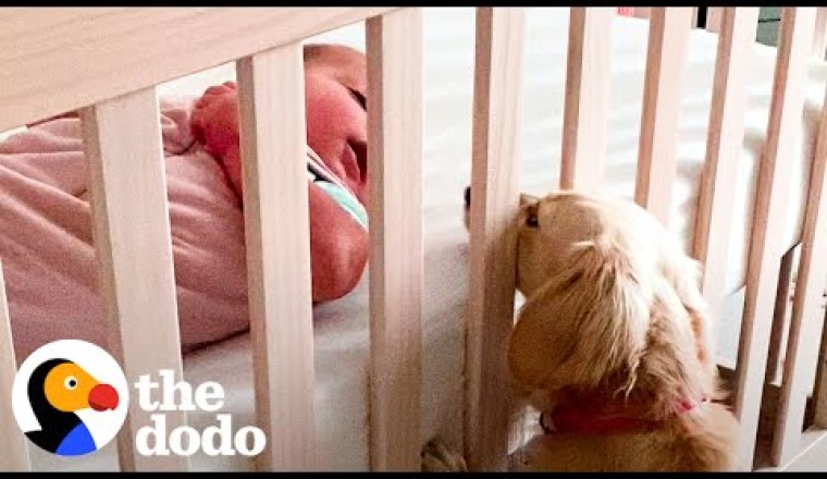 Tiny Dog Didn't Like Kids Until She Got A Baby Sister