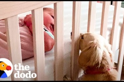 Tiny Dog Didn't Like Kids Until She Got A Baby Sister