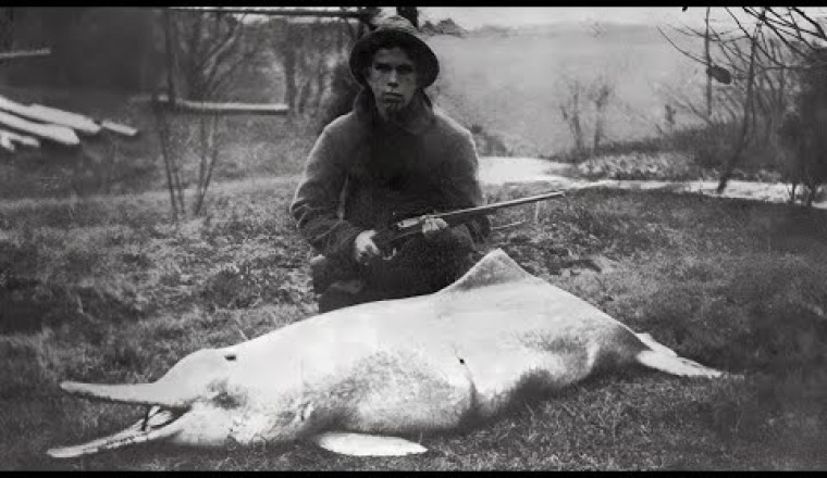 20 Last Known Photos of Animals That Went Extinct
