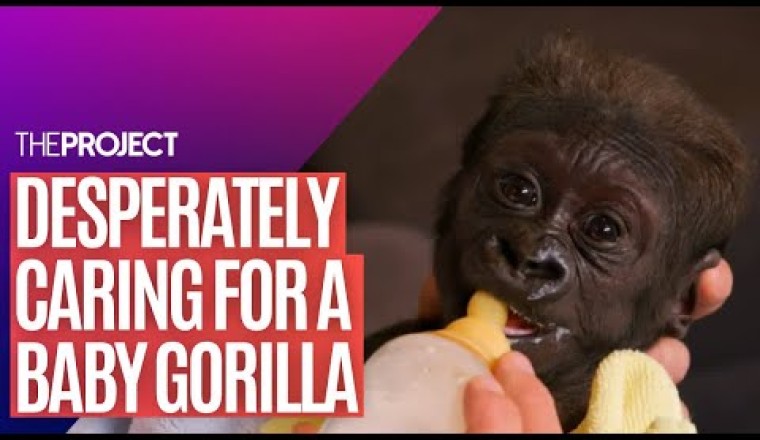 Baby Gorilla: The Aussie Zookeeper Who Is Raising A Desperately Ill Baby Gorilla