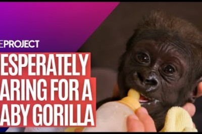 Baby Gorilla: The Aussie Zookeeper Who Is Raising A Desperately Ill Baby Gorilla