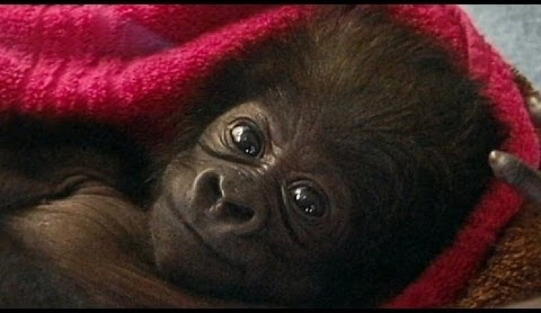 Cute Baby Gorilla Raised by Human Moms at Cincinnati Zoo