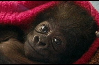 Cute Baby Gorilla Raised by Human Moms at Cincinnati Zoo
