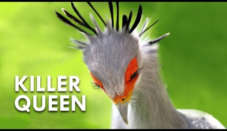 Secretary Birds: Killer Queens
