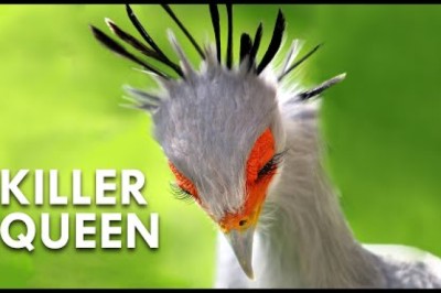Secretary Birds: Killer Queens