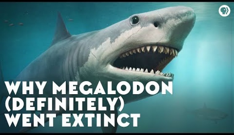 Why Megalodon (Definitely) Went Extinct